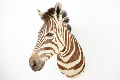Een buste van een zebra, moderne taxidermie
